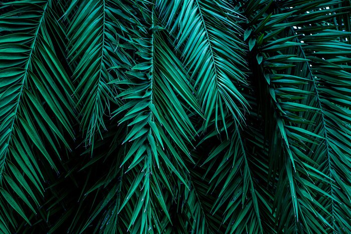 Poster Tropische palmbladeren 3D