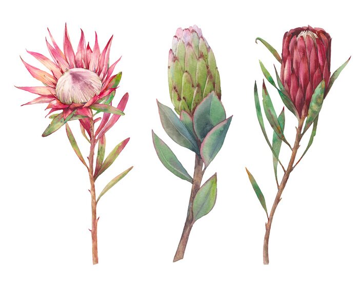 Poster Tropische plant in drie stadia van ontwikkeling