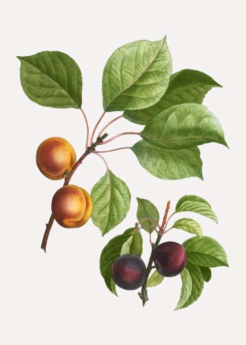 Poster Tropische planten gerangschikt in een frame