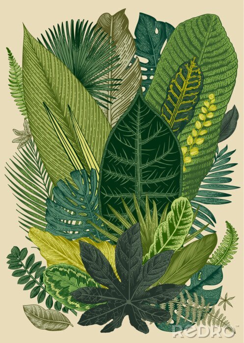 Poster Tropische planten met verschillende bladvormen