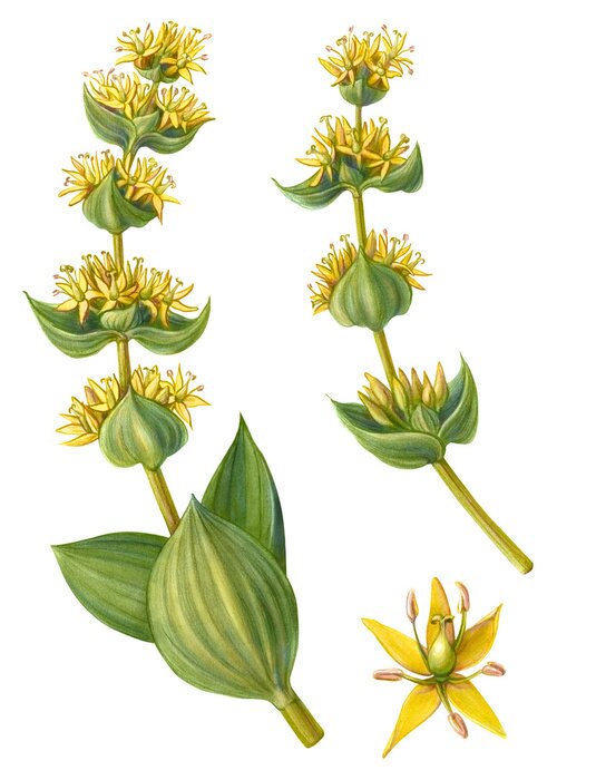 Poster Tropische planten met verschillende bladvormen