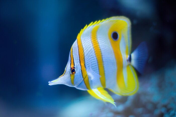 Poster Tropische vis