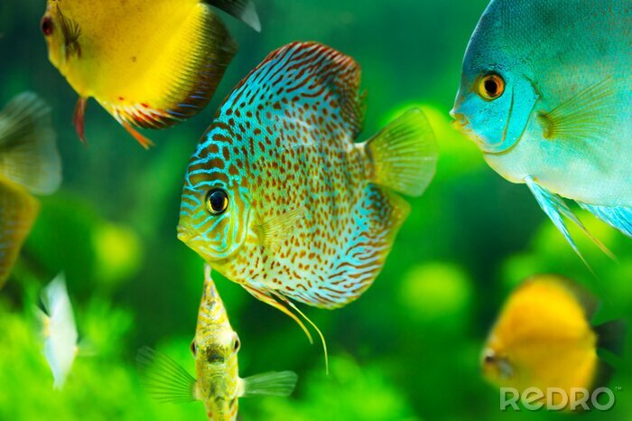 Poster Tropische vissen in het aquarium