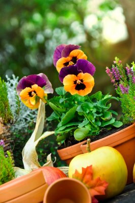 Poster Tuin natuur viooltjes in een pot
