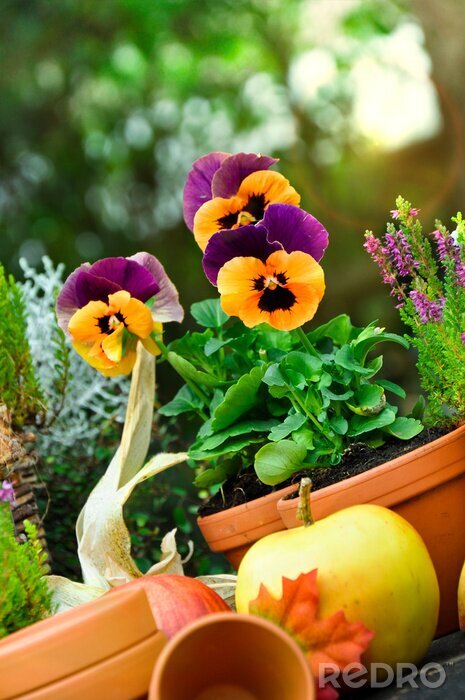 Poster Tuin natuur viooltjes in een pot
