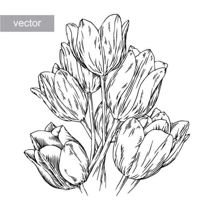 Poster Tulpen bloemen en bloemblaadjes schets