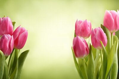 Tulpen groene achtergrond