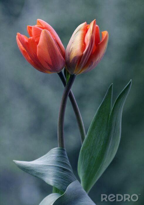 Poster Tulpen op een groene achtergrond