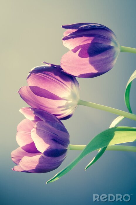 Poster tulpen retro effect
