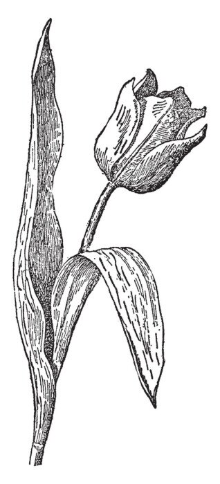 Poster Tulpen vintage potloodschets