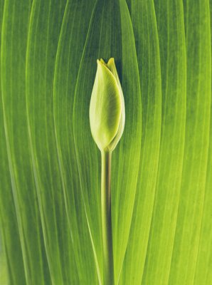 Poster Tulpenkop op een bladachtergrond