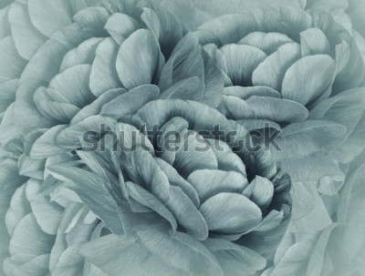 Poster Turquoise bloem close-up