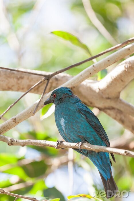 Poster Turquoise vogel tussen de takken