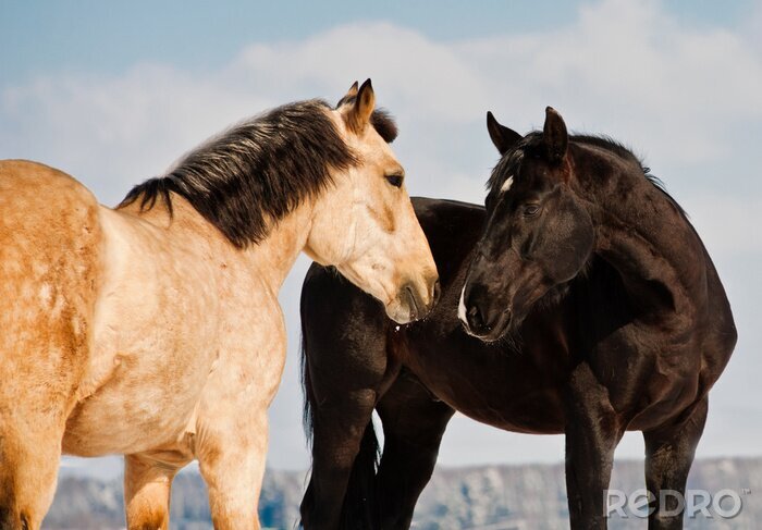 Poster Twee bruine paarden