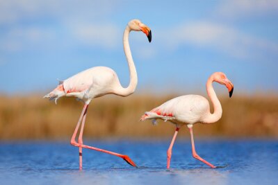 Twee flamingo's in natuurlijke omgeving