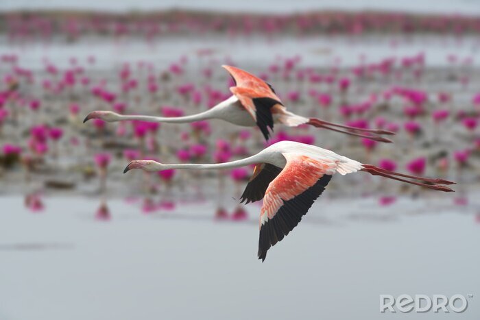 Poster Twee flamingo's in vlucht