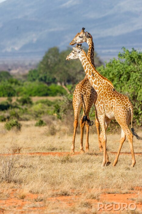Poster Twee Giraffen in het weidse landschap van Kenia.