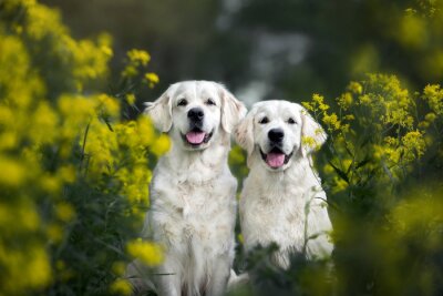 Twee honden in de planten