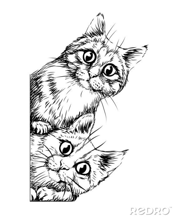 Poster Twee katten gluren over de rand