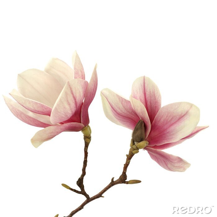 Poster Twee magnolia's op een tak