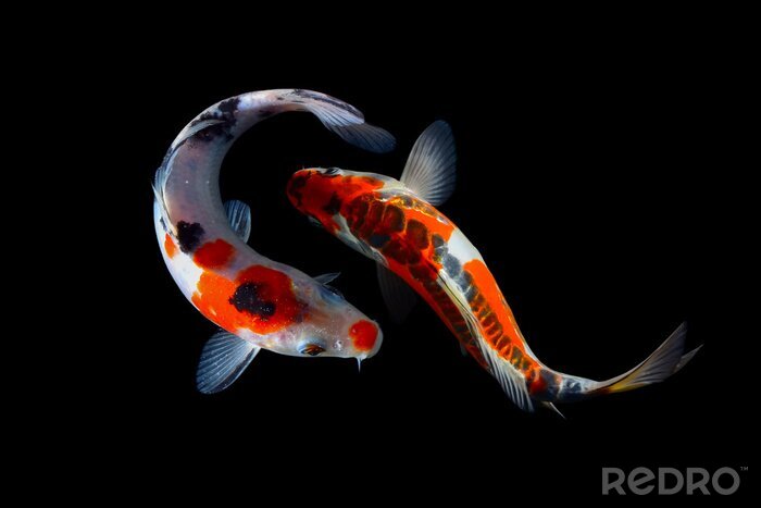 Poster Twee vissen in de oceaan