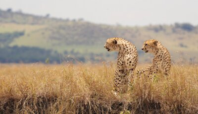 Twee wilde cheetahs in Kenia