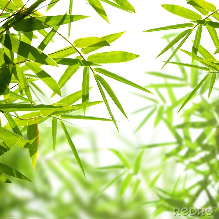 Poster Twijgen met bamboebladeren