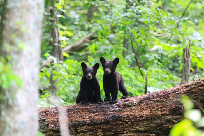Poster Twin Black Bear Cubs