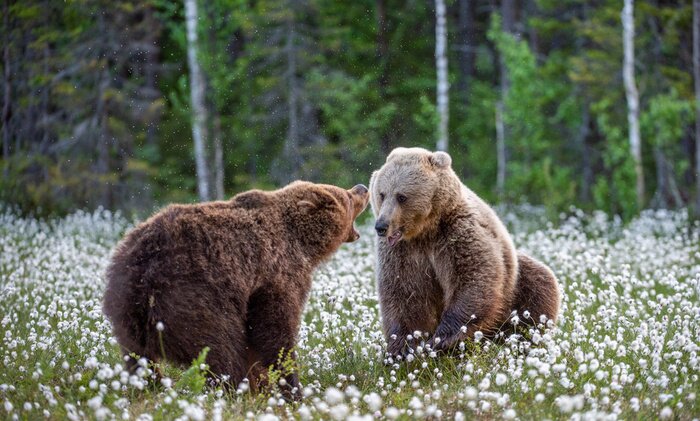 Poster Two bears fighting in summer forest, among white flowers. Scientific name: Ursus Arctos.