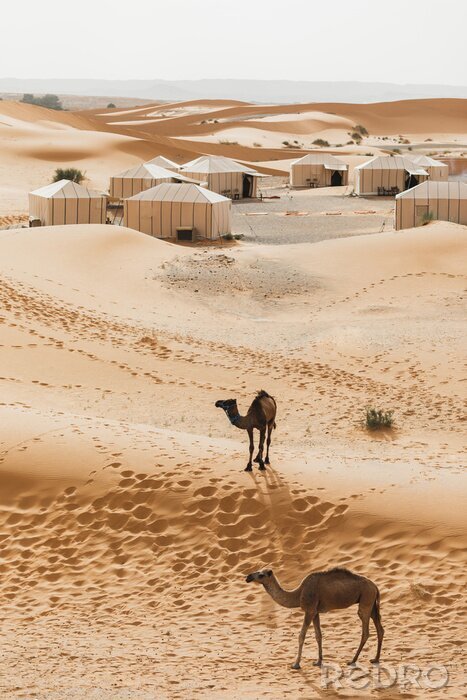 Poster Two camels near contemporary luxury glamping camp in Morocco Sahara desert. Sand dunes around. Many white modern eco tents.