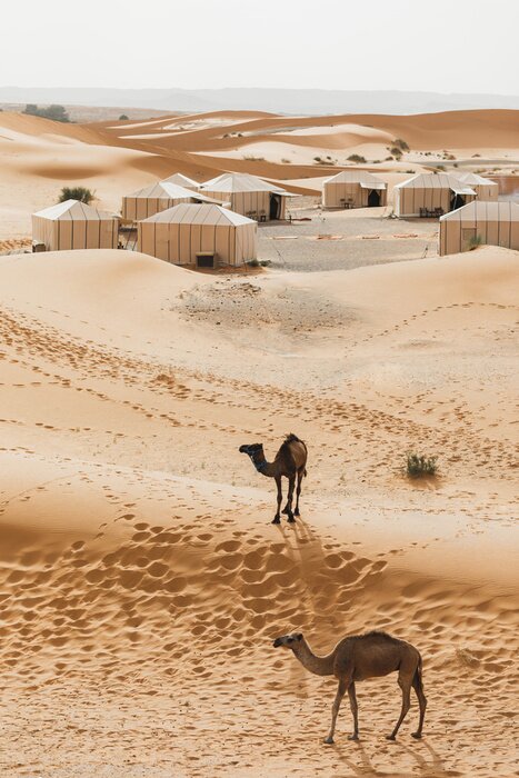 Poster Two camels near contemporary luxury glamping camp in Morocco Sahara desert. Sand dunes around. Many white modern eco tents.