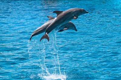 Poster Two dolphins jump above blue water
