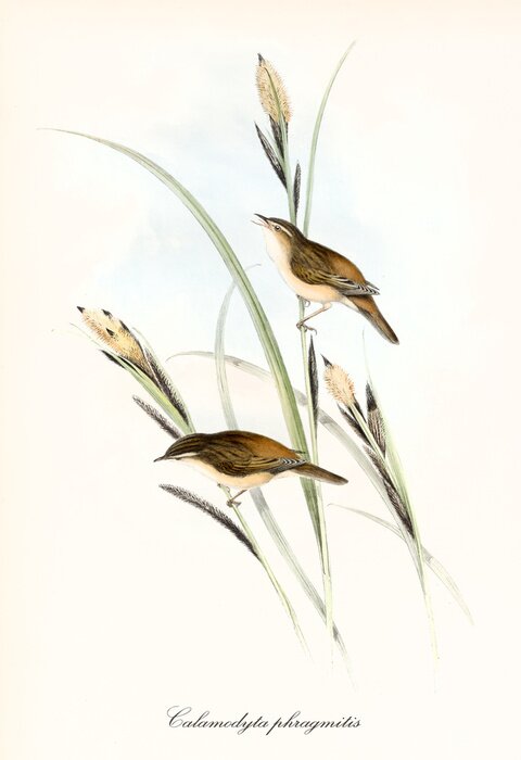Poster Two little cute brownish birds on a blade of grass. Old detailed and colorful illustration of Sedge Warbler (Acrocephalus schoenobaenus). By John Gould publ. In London 1862 - 1873