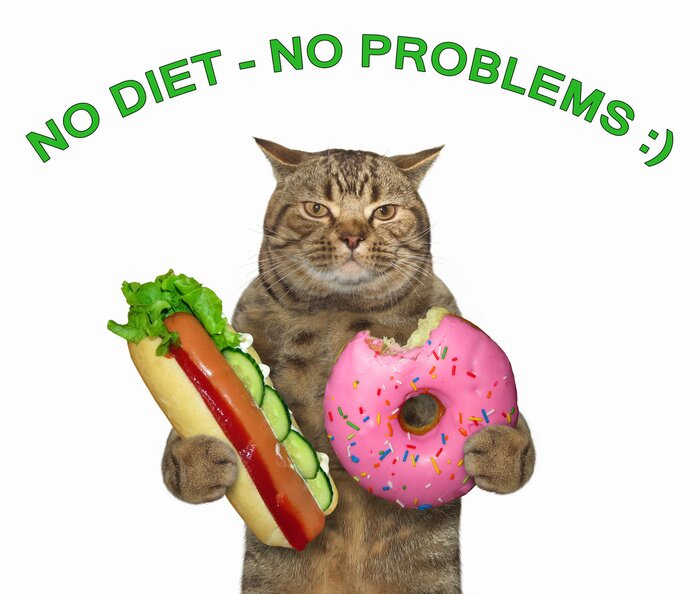 Poster Typografische inscriptie met een kat