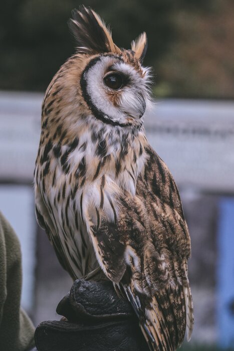 Poster Uil met lange oren