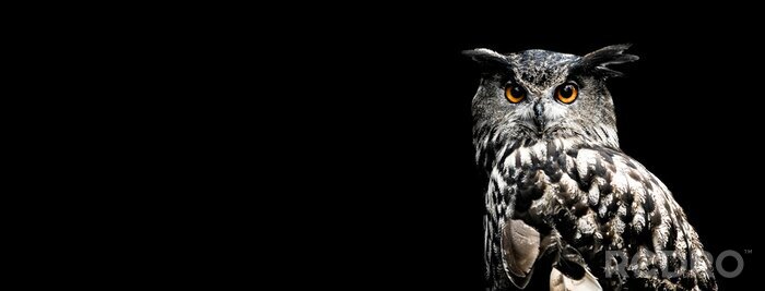 Poster Uil met oranje ogen