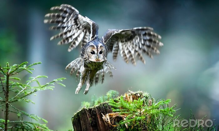 Poster Uil met zijn gespreide vleugels