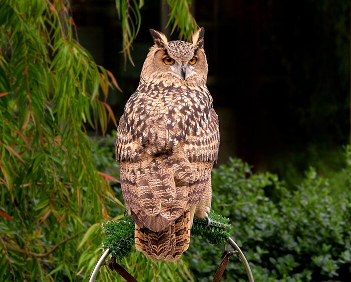 Poster Uil op de achtergrond van het bos