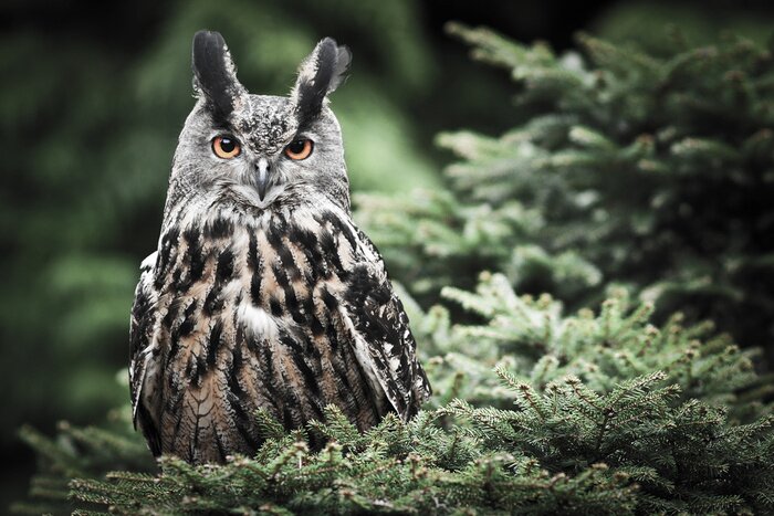 Poster Uil op een dennenboom