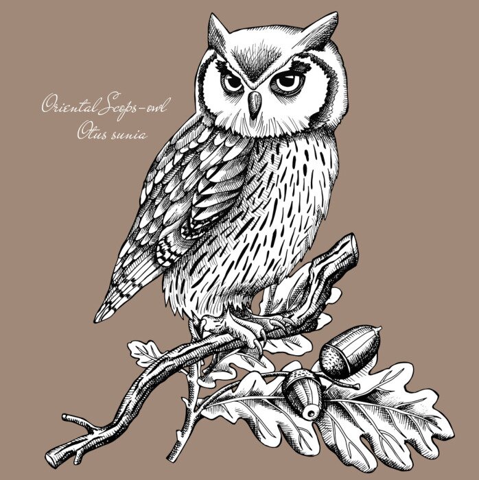 Poster Uil op een eiken tak