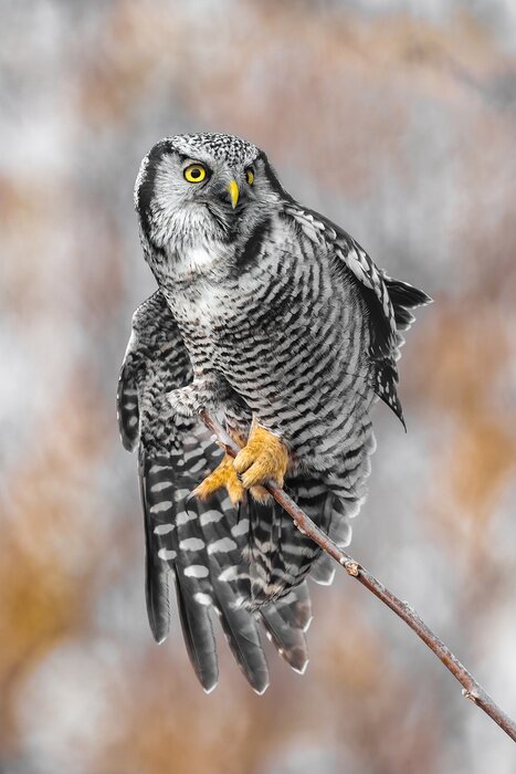 Poster Uil op een kleine tak