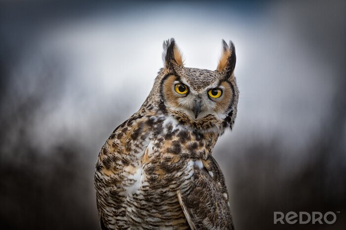 Poster Uil op een lichte achtergrond