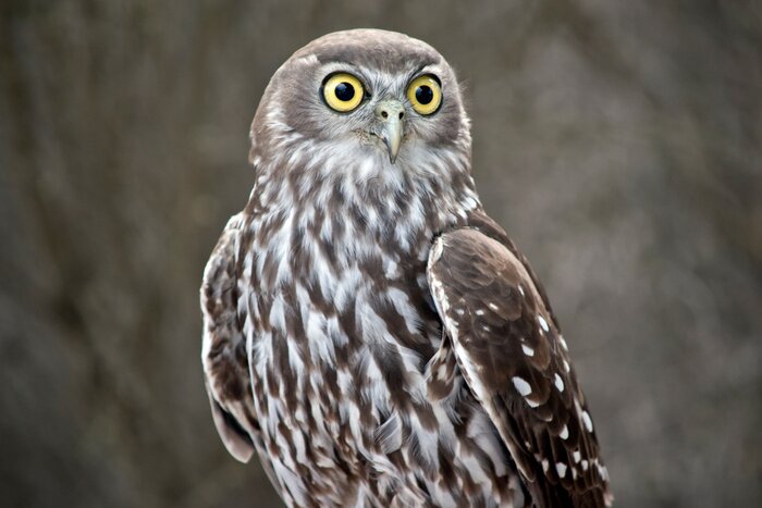 Poster Uil op een onscherpe achtergrond