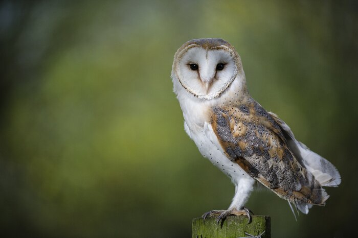 Poster Uil op een vage groene achtergrond