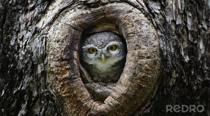 Poster Uil verstopt in een hol
