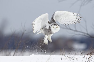 Uil vliegt over de sneeuw