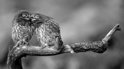 Fotobehang Uilen die elkaar omhelzen