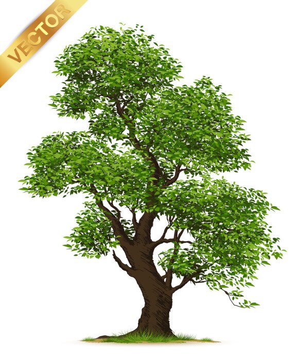 Poster Uitgestrekte boom op een witte achtergrond