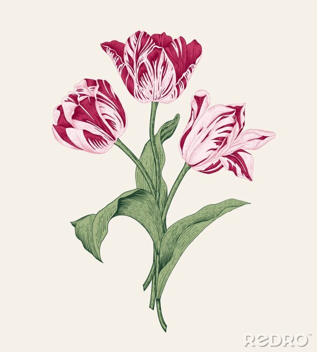 Poster Uitstekende tulpen in de schaduw gestelde bloemblaadjes