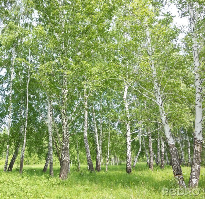 Poster Uitzicht op berken